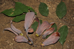 Hopea racophloea